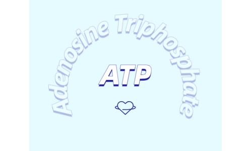 ATP有什么用？