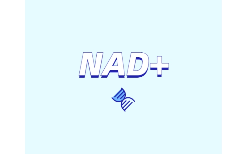 NAD與NMN的全新概念？